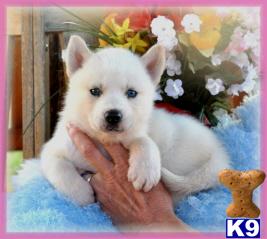 Siberian Husky Puppies for Sale